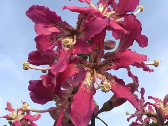 Chorisia-Speciosa-Grafted-2