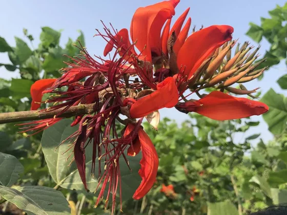 Erythrina-Indica-2