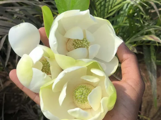 Magnolia-Grandiflora