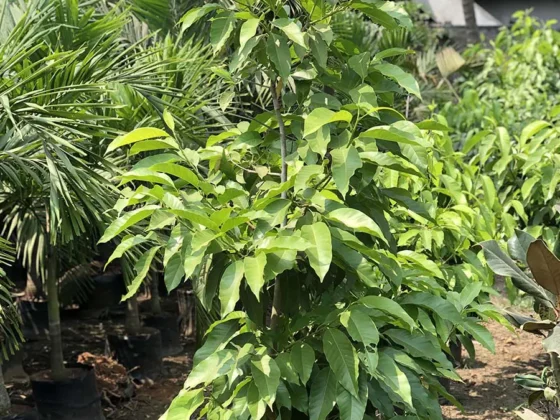 Michelia-Champaca