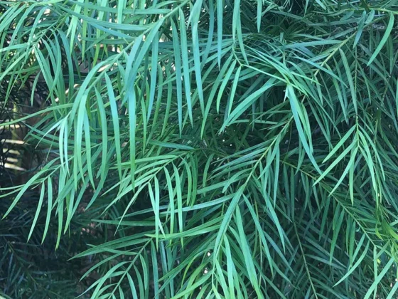 Podocarpus-Gracilior-2