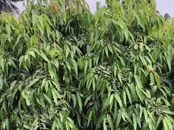 Polyalthia-Pendula-3