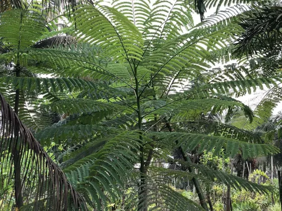 Schizolobum-ParahybaTower-Tree
